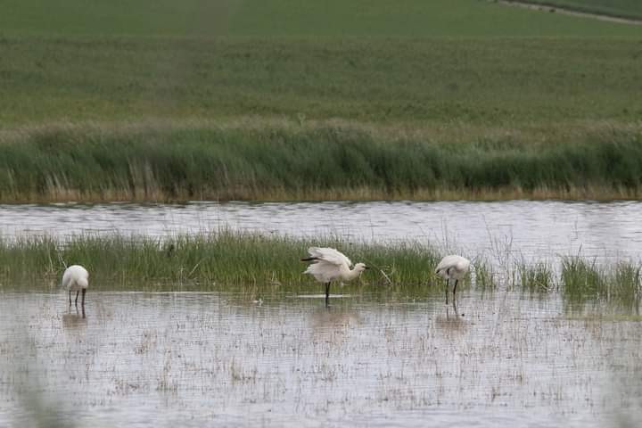 Spatola - ML619437788