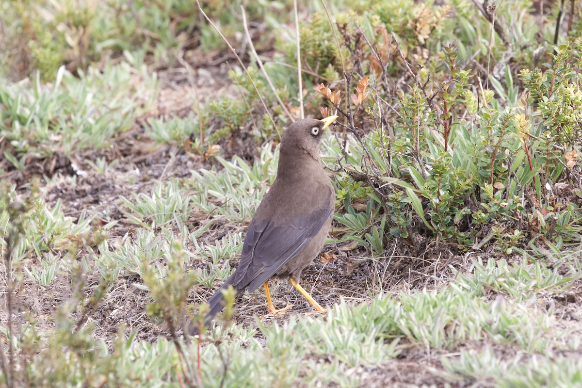 Sooty Thrush - Krista Oswald