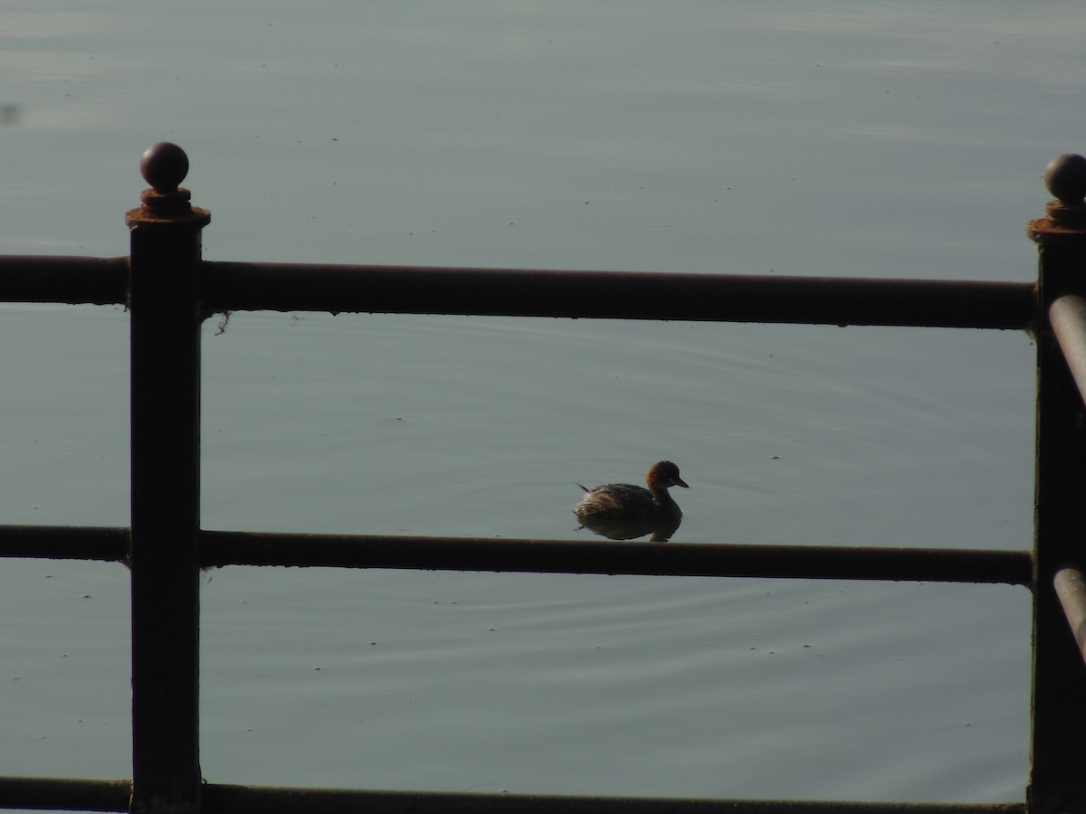 Little Grebe - Mayur K. Setty