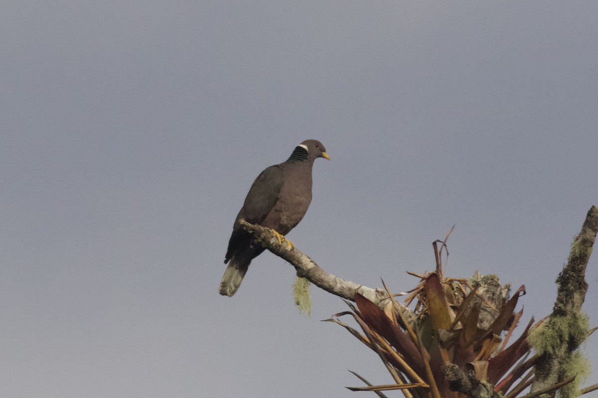 Band-tailed Pigeon - Krista Oswald