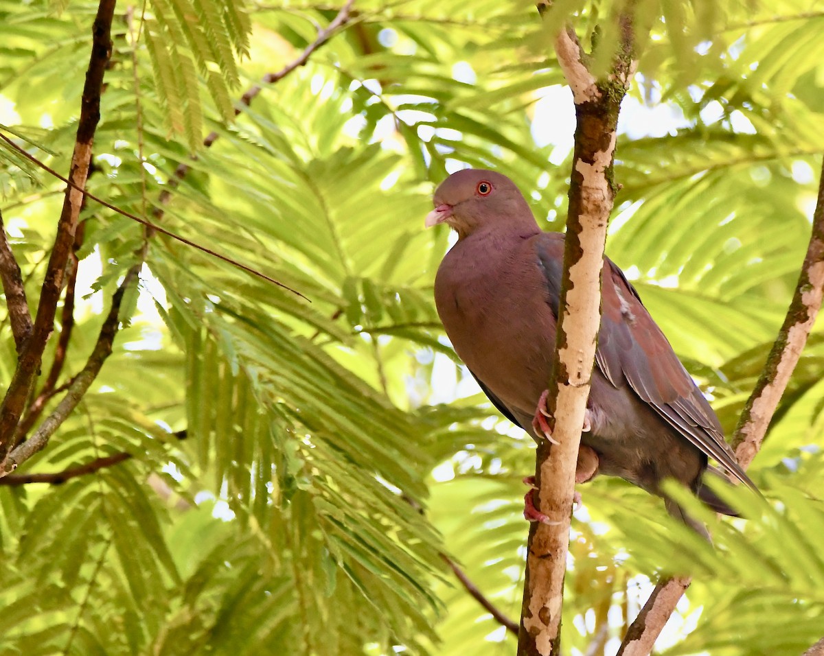 Red-billed Pigeon - mark perry