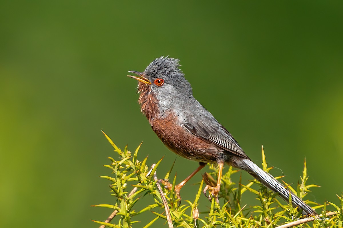 Dartford Warbler - ML619437830