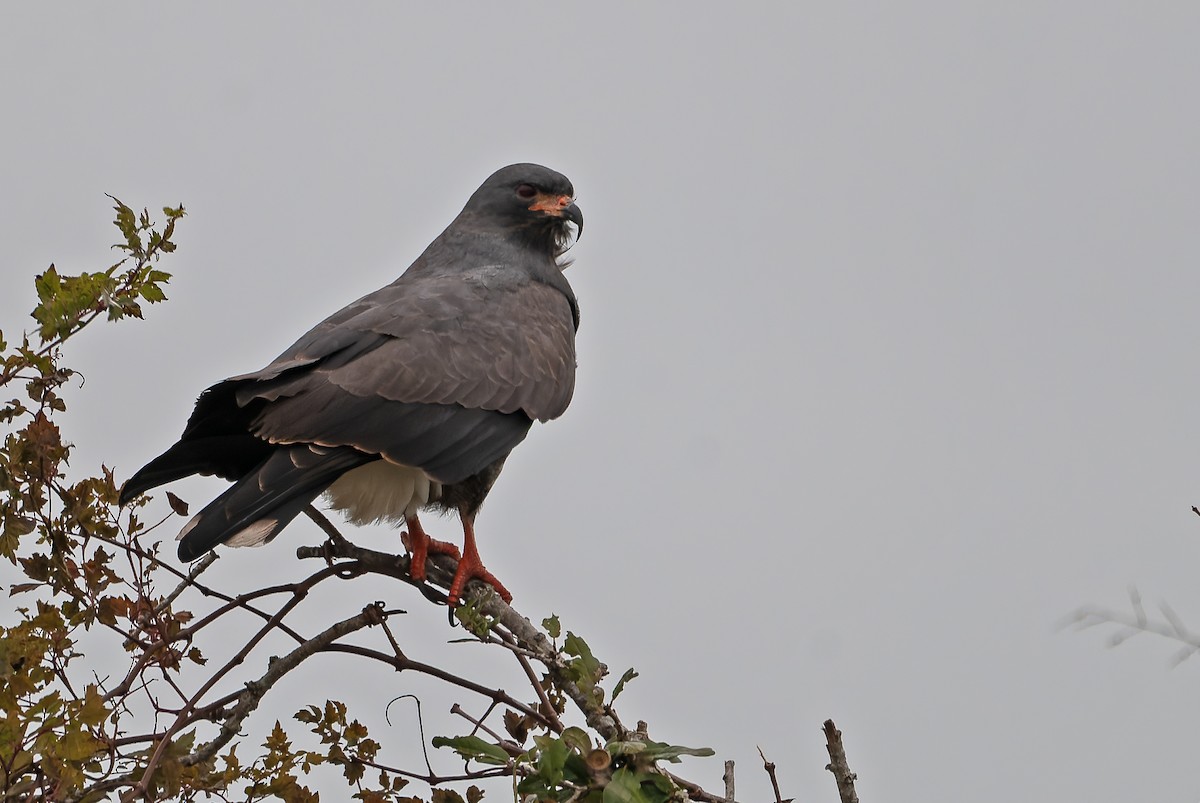 Snail Kite - Andrew Simon