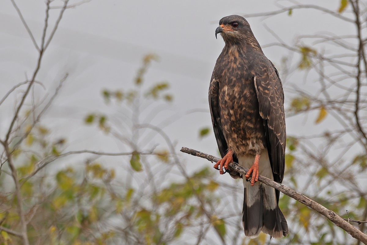 Snail Kite - ML619437833