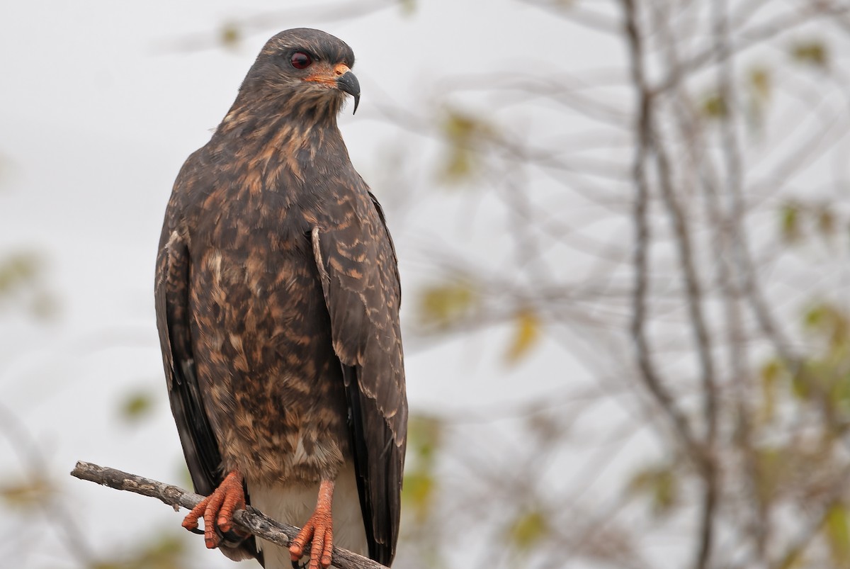 Snail Kite - Andrew Simon