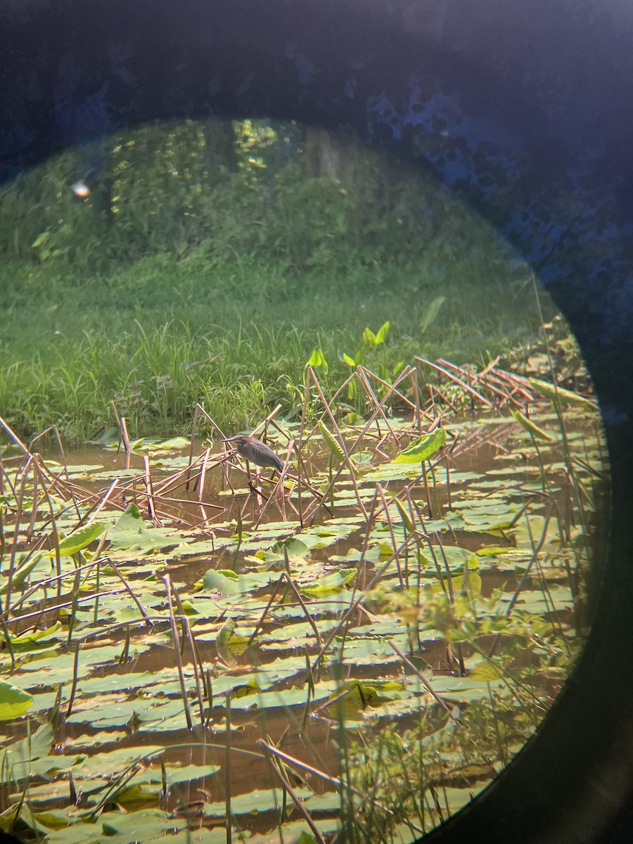 Green Heron - Marcus Thoreson