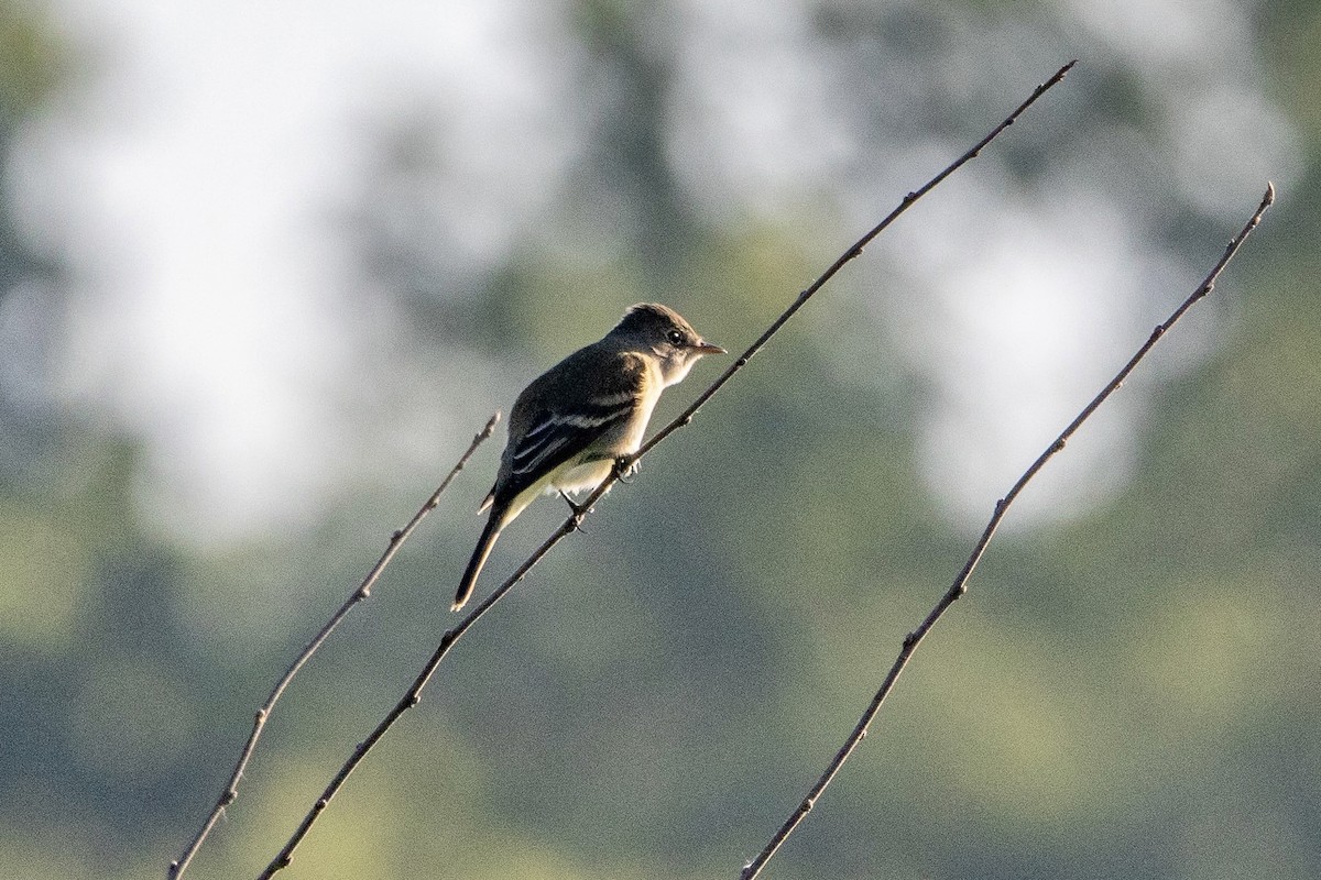 Willow Flycatcher - Daniel Day