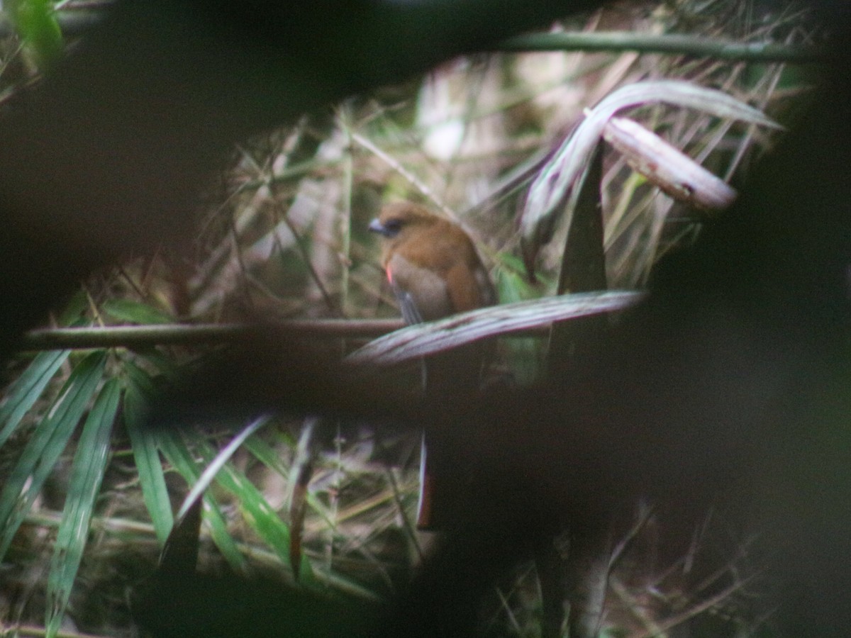 trogon rudohlavý - ML619437866