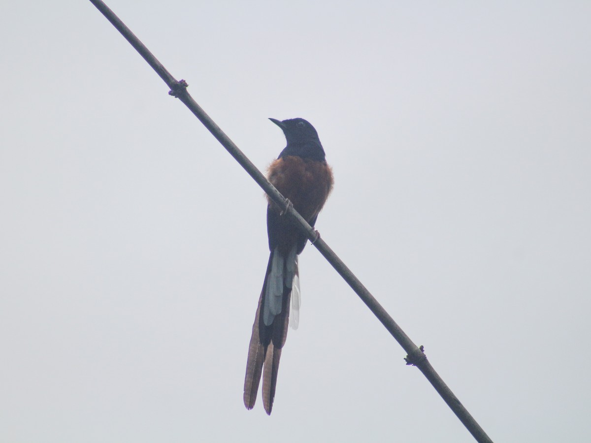 White-rumped Shama - Gerard Chartier