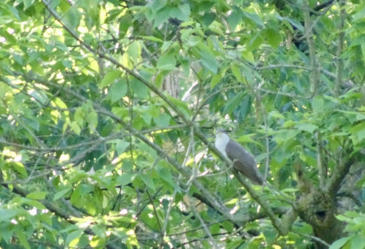 Yellow-billed Cuckoo - Dan Keener