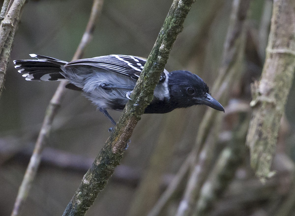 Black-crested Antshrike - Jim Hengeveld