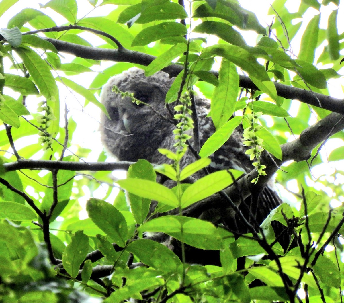 Himalayan Owl - Young Gul Kim