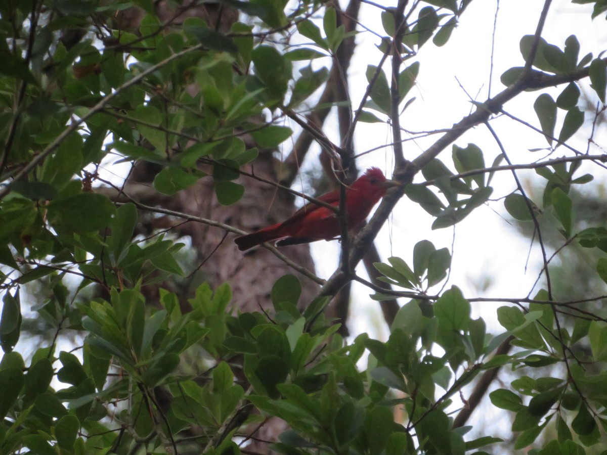 Summer Tanager - Claudia Amsler