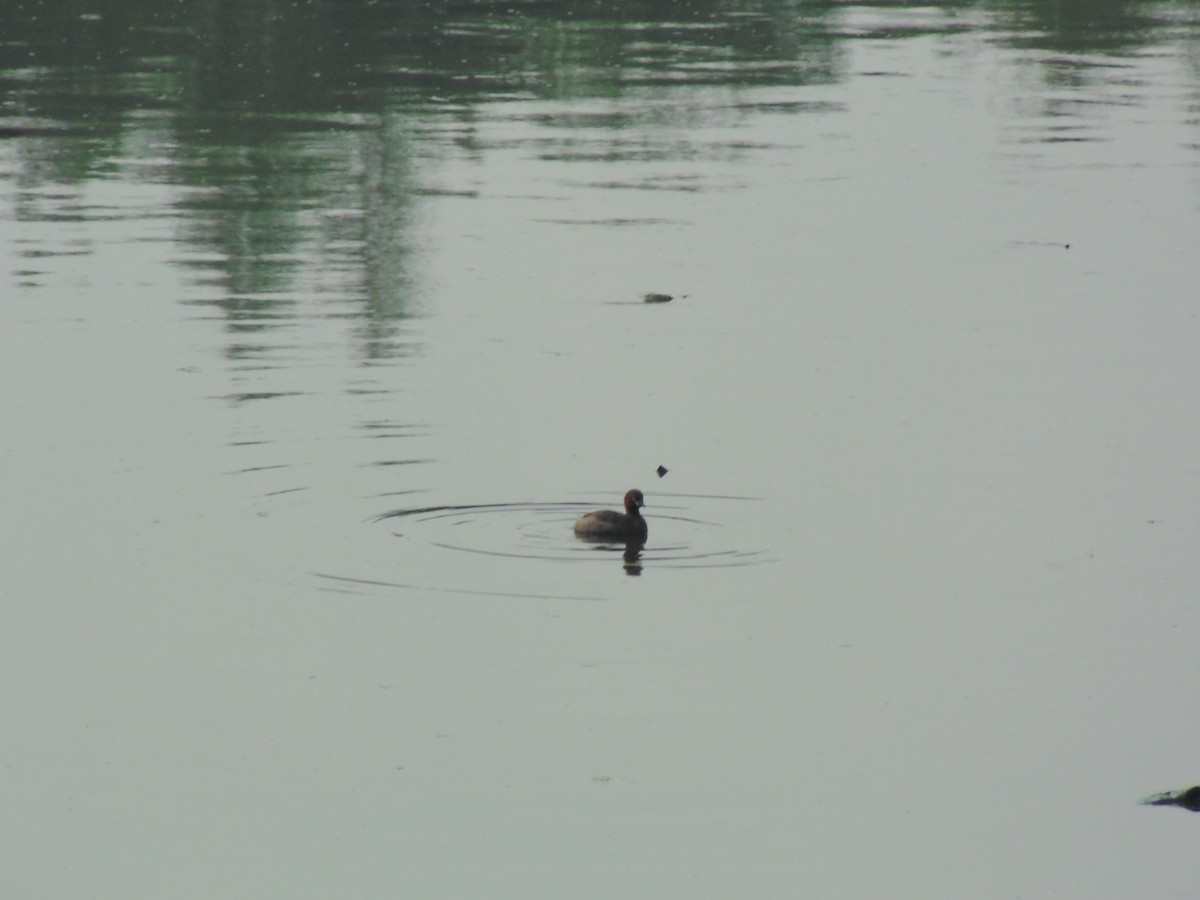 Little Grebe - Mayur K. Setty