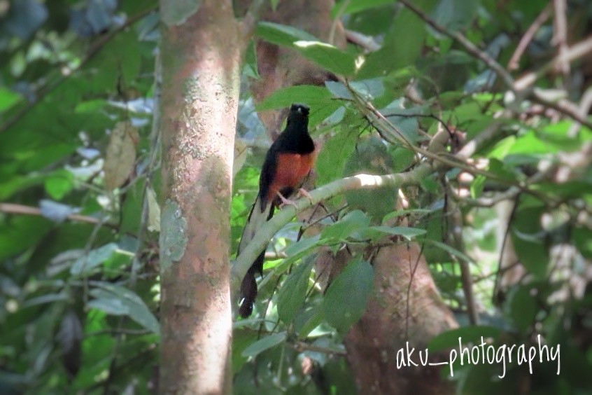 White-rumped Shama - Akshita A Kumar