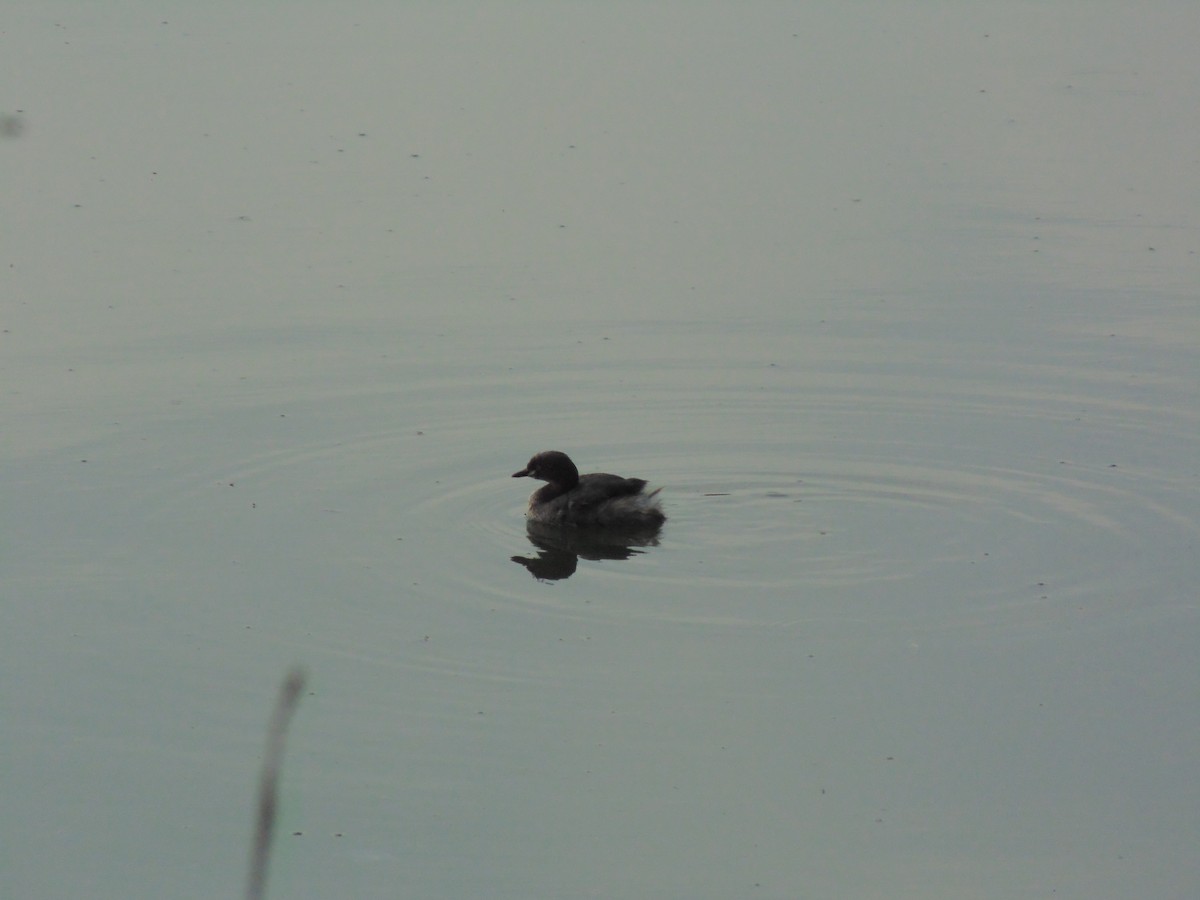 Little Grebe - Mayur K. Setty