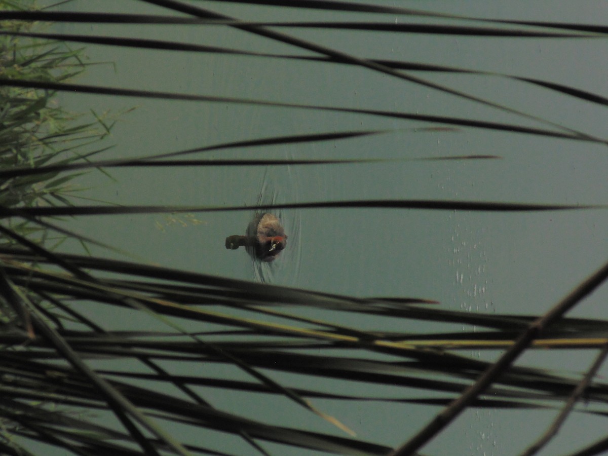 Little Grebe - Mayur K. Setty