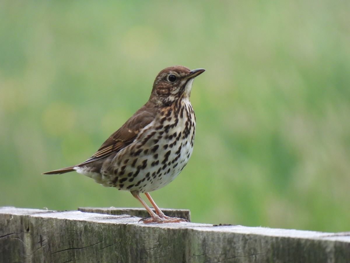 Song Thrush - Charlie Cowan