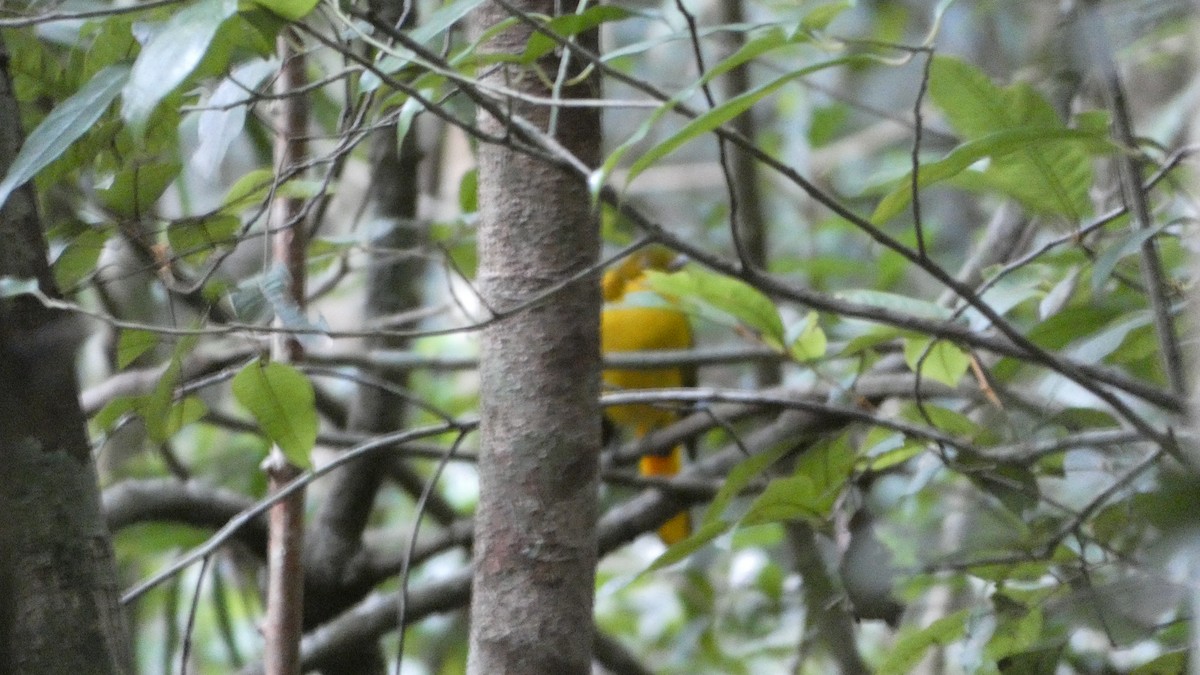 Golden Bowerbird - Morgan Pickering