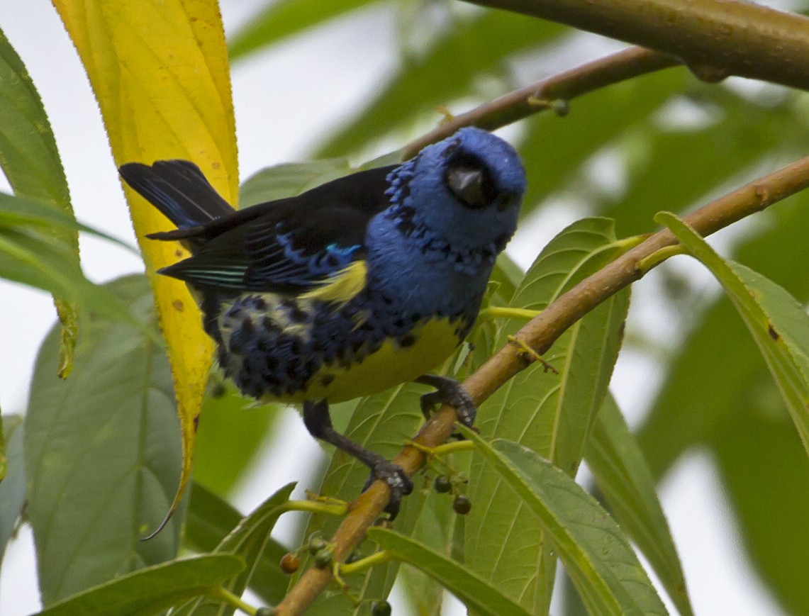 Turquoise Tanager - Jim Hengeveld