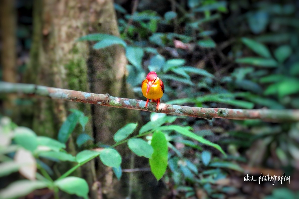 Rufous-backed Dwarf-Kingfisher - Akshita A Kumar