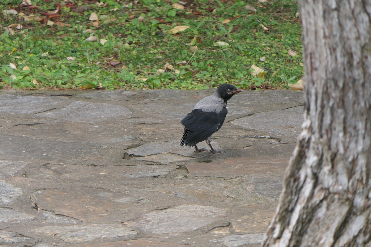 Hooded Crow - Mick Mellor