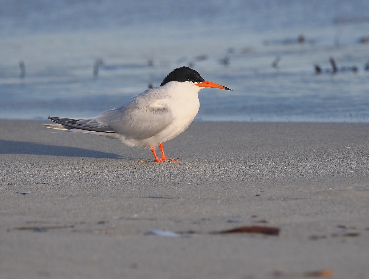 Roseate Tern - John Baas