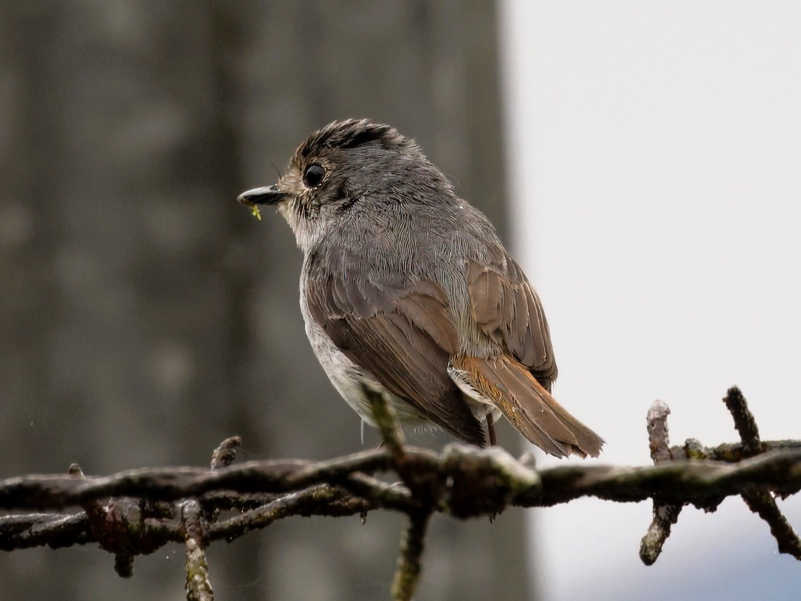 Little Pied Flycatcher - Evelyn Lee