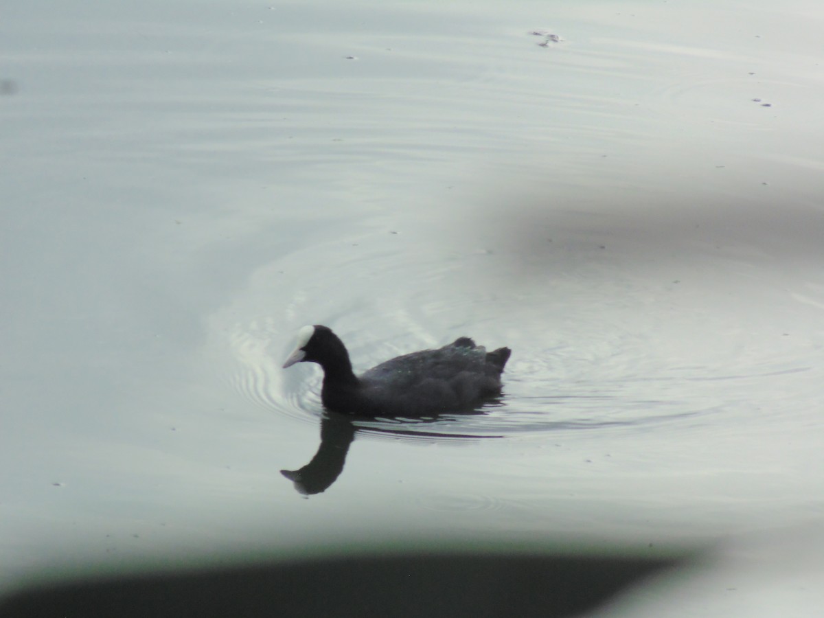 Eurasian Coot - Mayur K. Setty