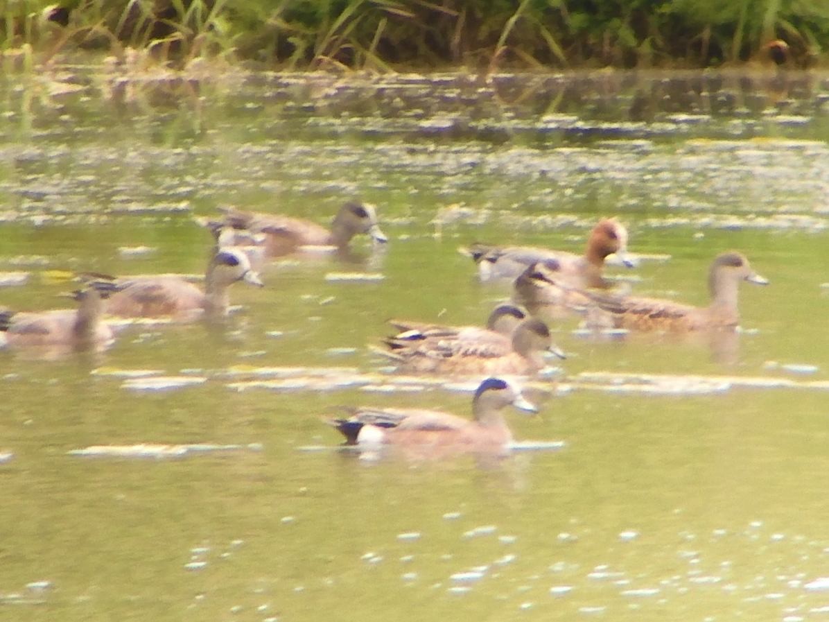 Eurasian x American Wigeon (hybrid) - ML619437994