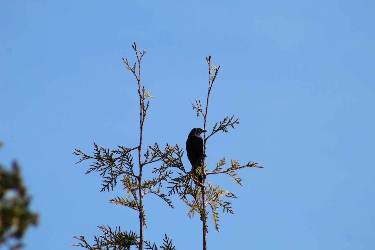 Common Grackle - Julia Cameron