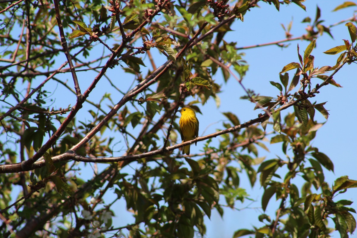 Yellow Warbler - Julia Cameron