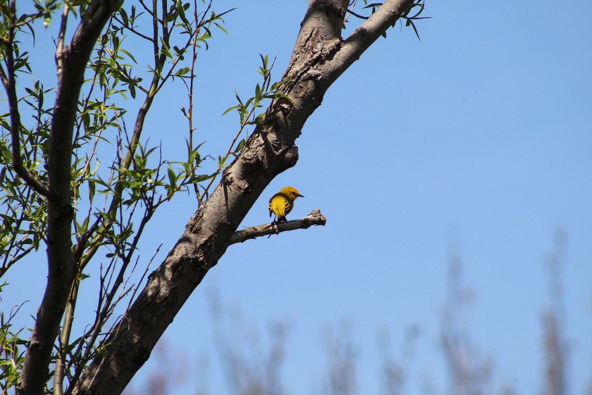 Yellow Warbler - Julia Cameron