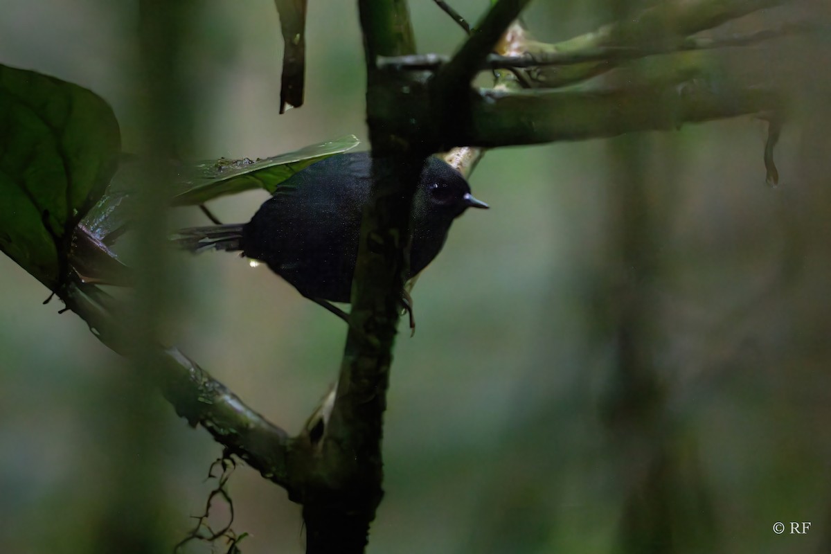 Blackish Tapaculo (Blackish) - Roxie Fu