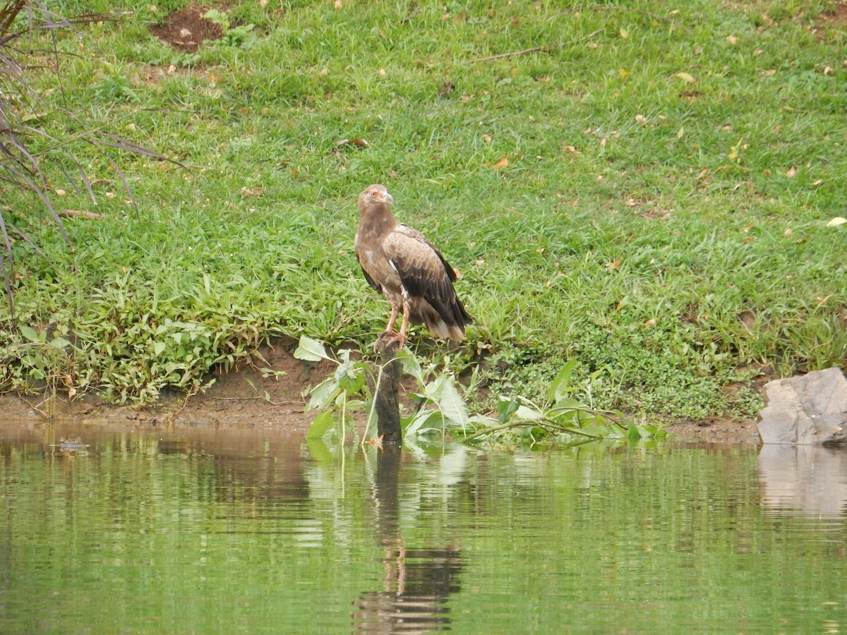 Palm-nut Vulture - ML619438046