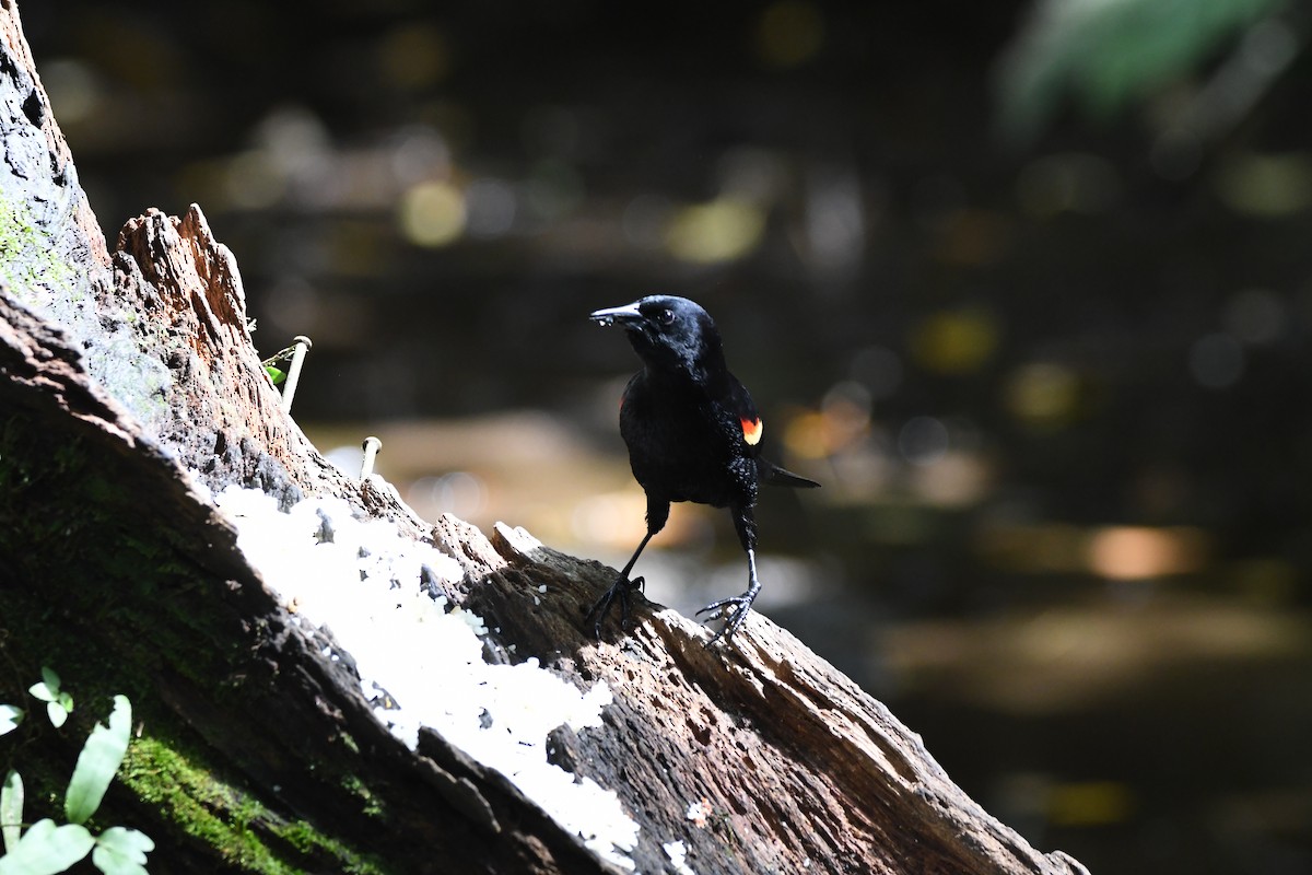 Red-winged Blackbird - mark perry