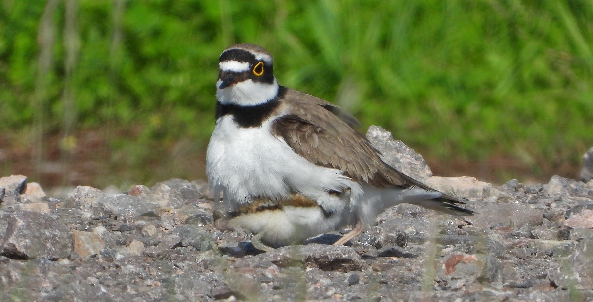 Little Ringed Plover - ML619438082