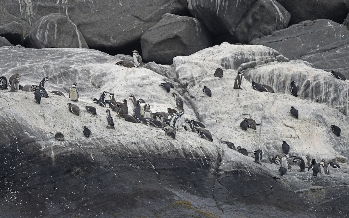 Humboldt Penguin - Christoph Moning