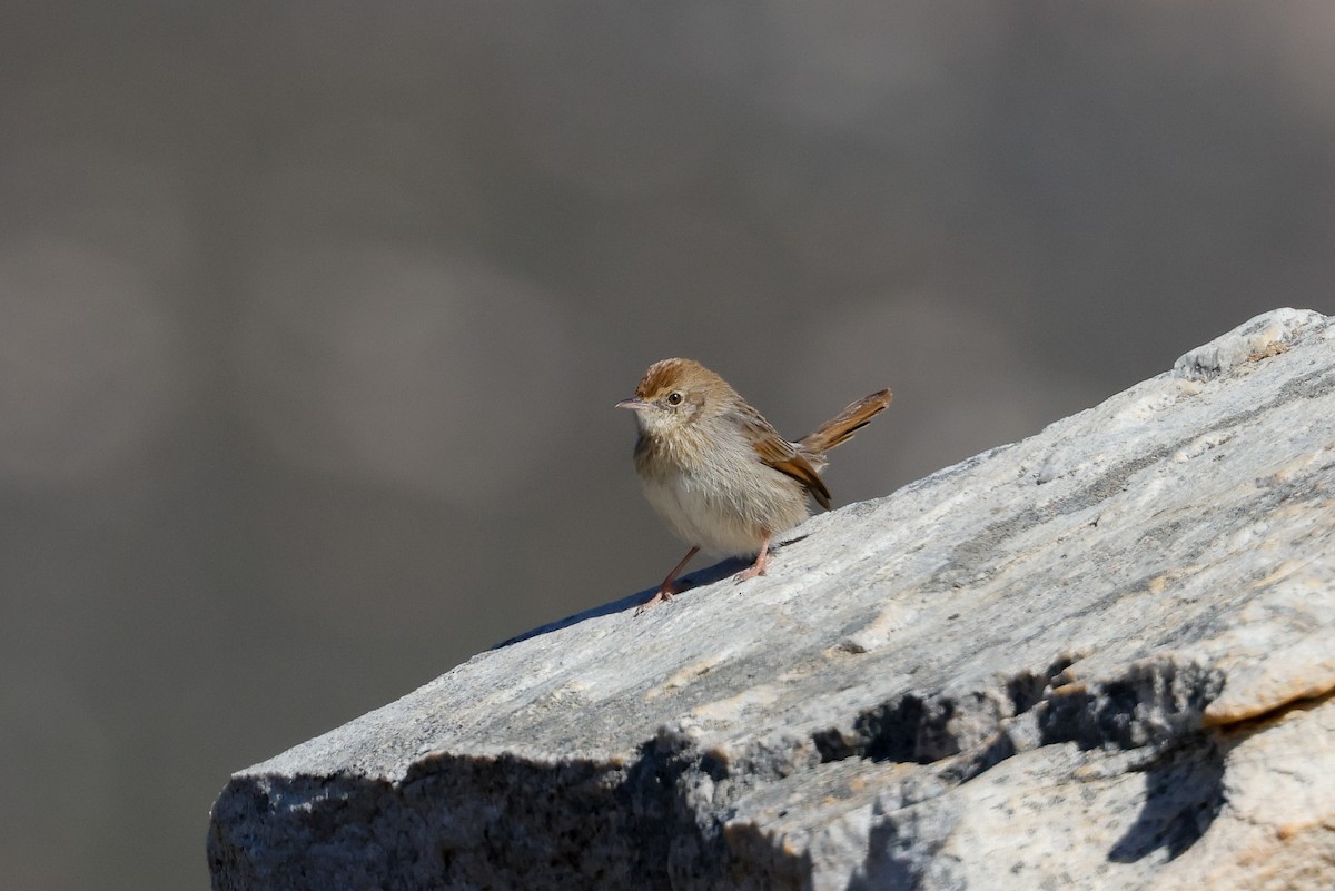 Red-headed Cisticola - Tommy Pedersen