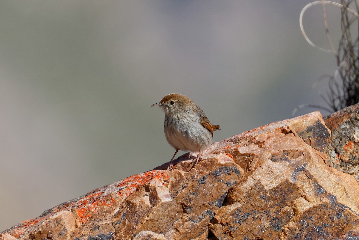 Red-headed Cisticola - Tommy Pedersen