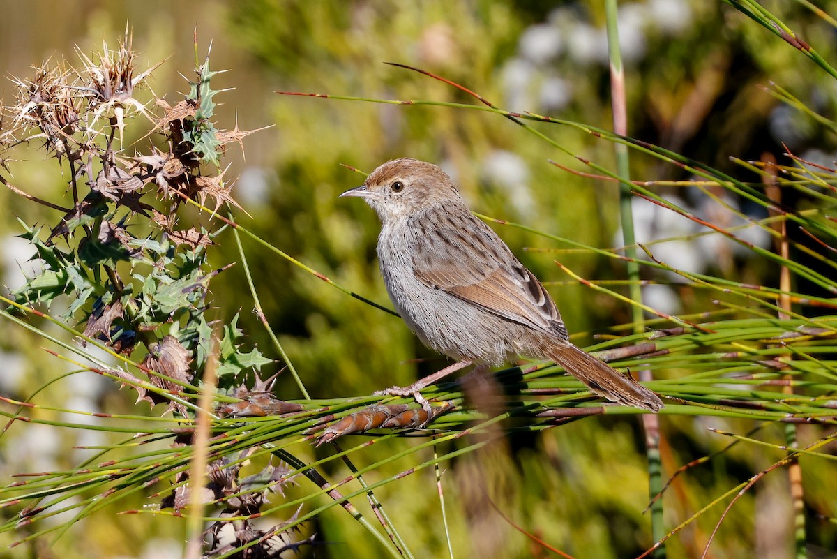 Red-headed Cisticola - ML619438118