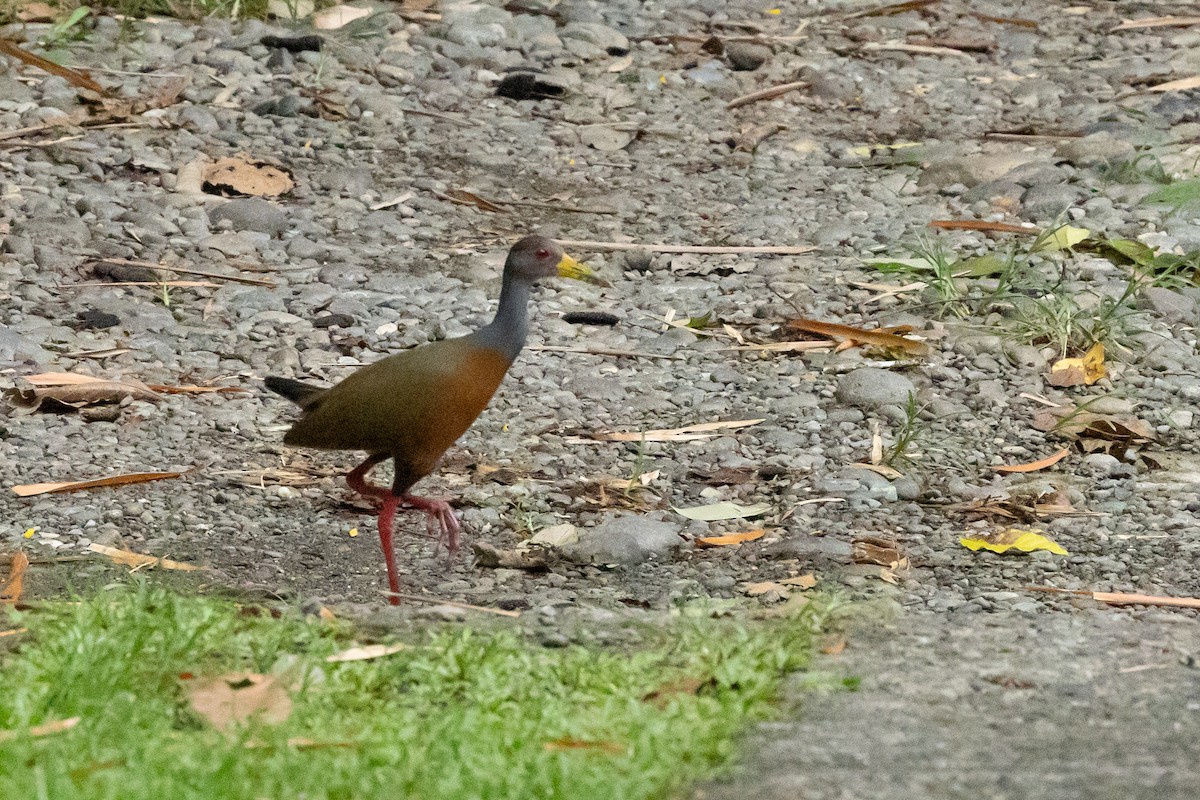 Gray-cowled Wood-Rail - R Brodell