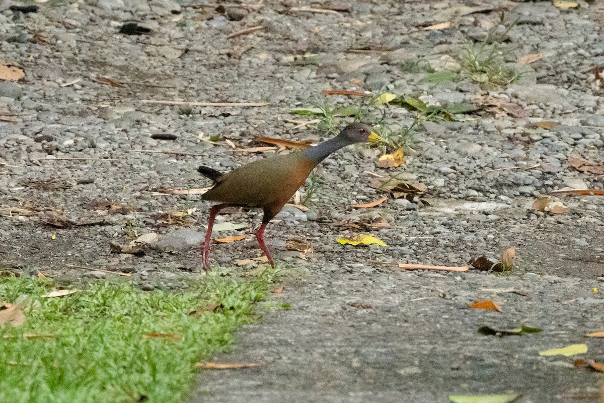Gray-cowled Wood-Rail - R Brodell
