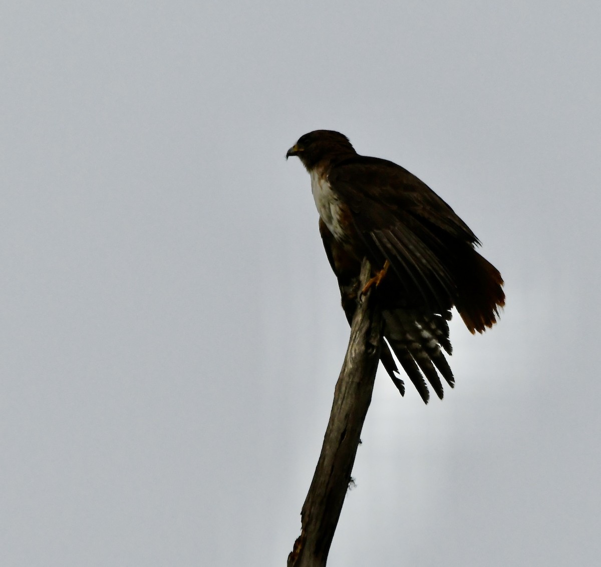 Red-tailed Hawk - mark perry