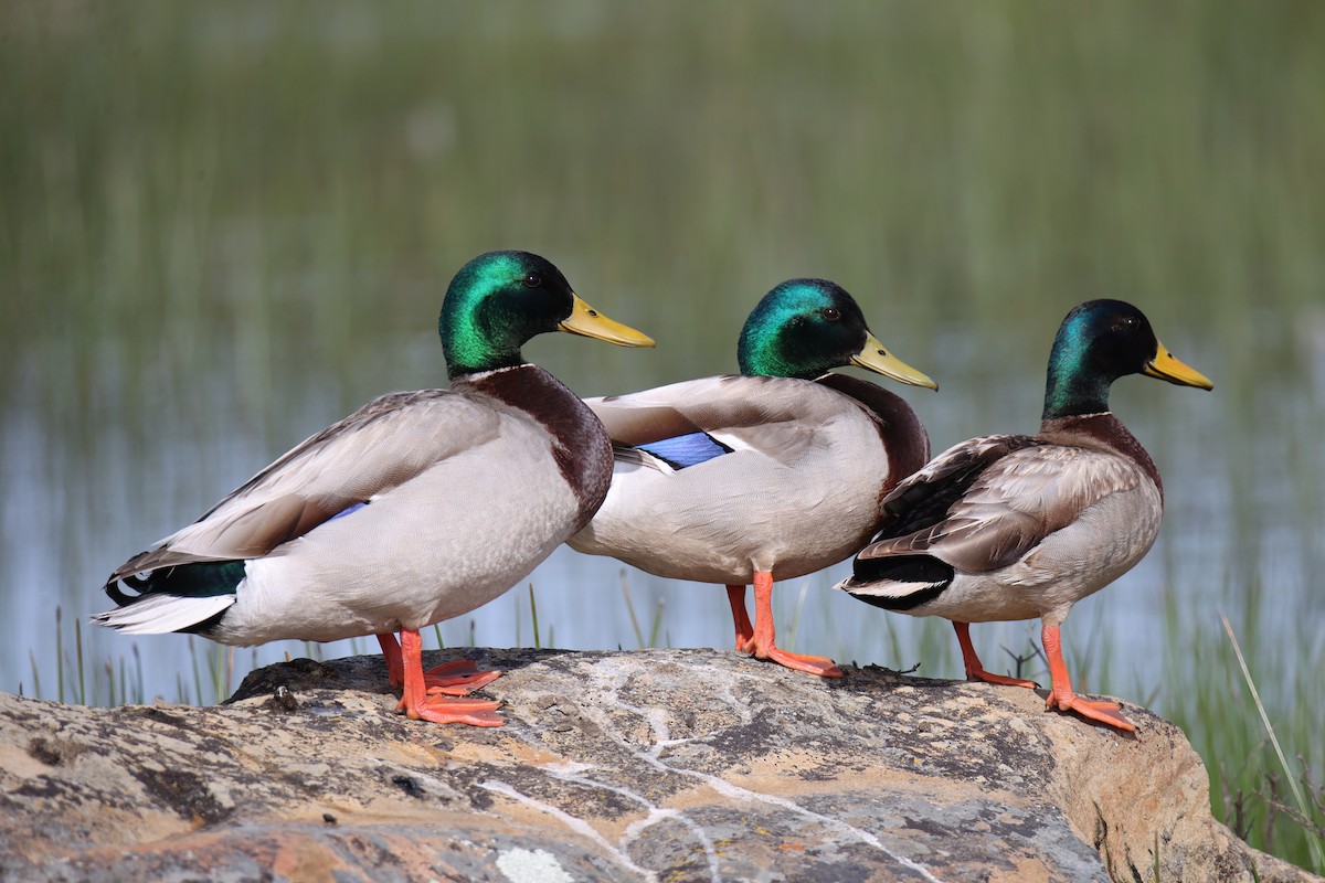 Mallard - Linda Dalton