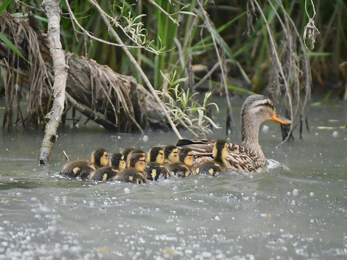 Mallard - ML619438147