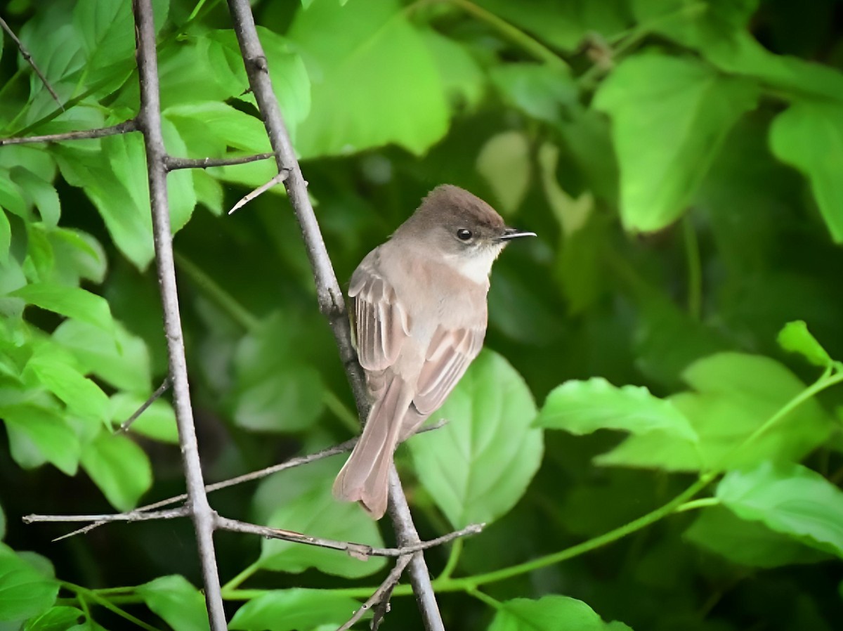 Eastern Phoebe - Russ Boushon  💙🐦🦉🦅