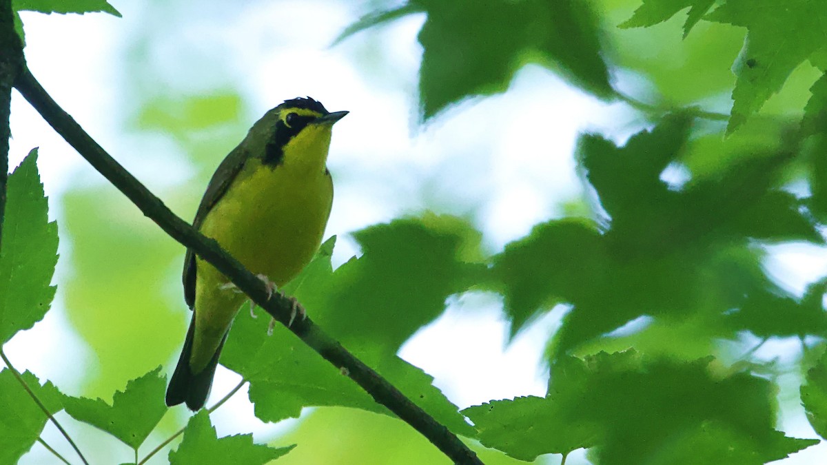 Kentucky Warbler - Gregory Gough 🦚