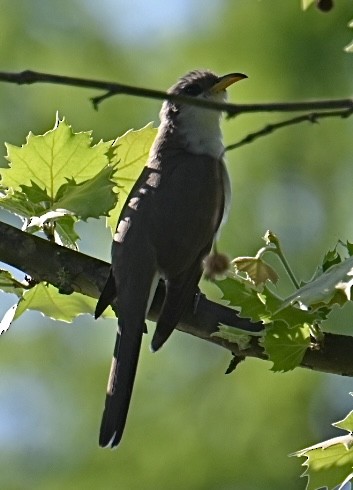 Yellow-billed Cuckoo - Bird Smith
