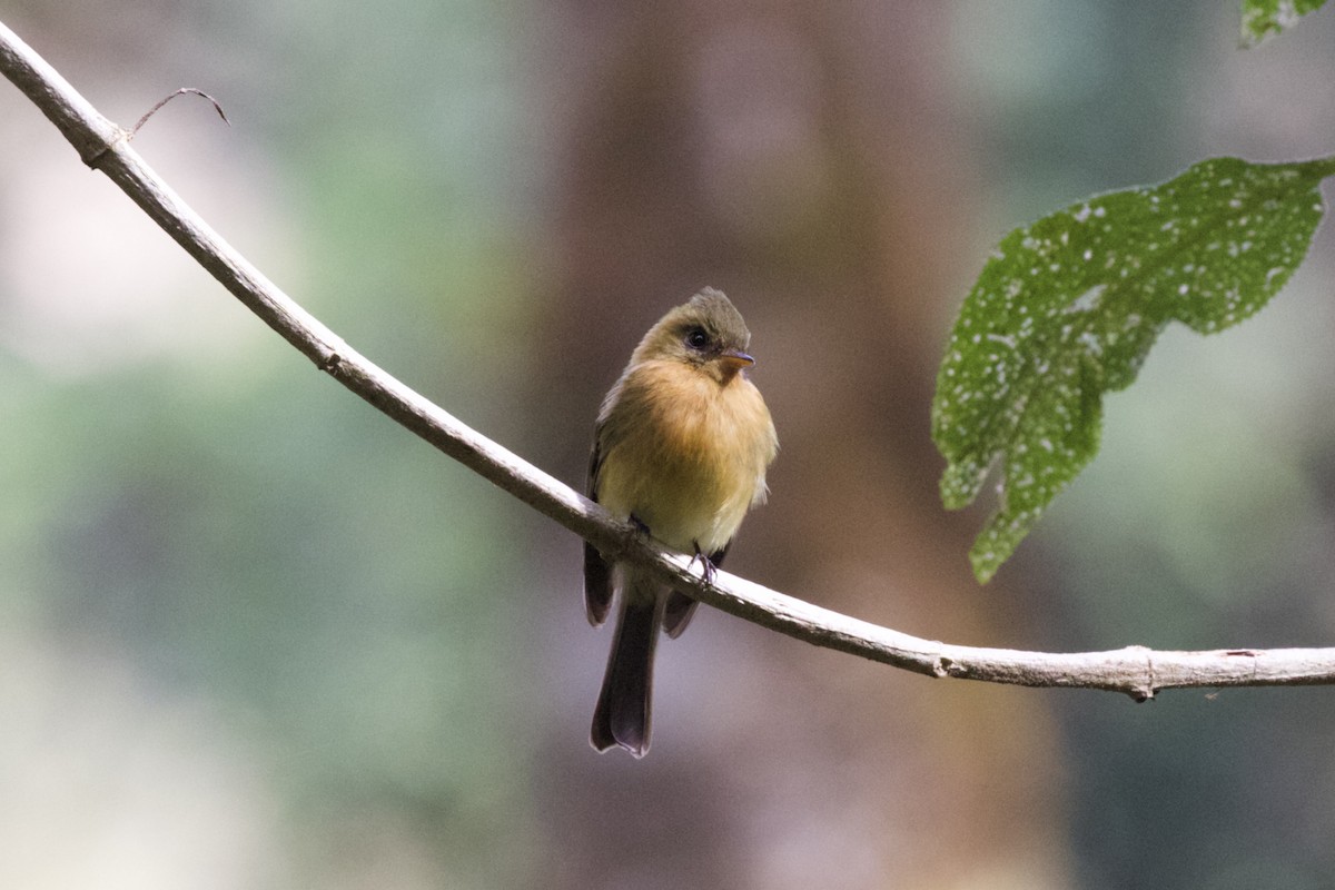 Tufted Flycatcher - Krista Oswald